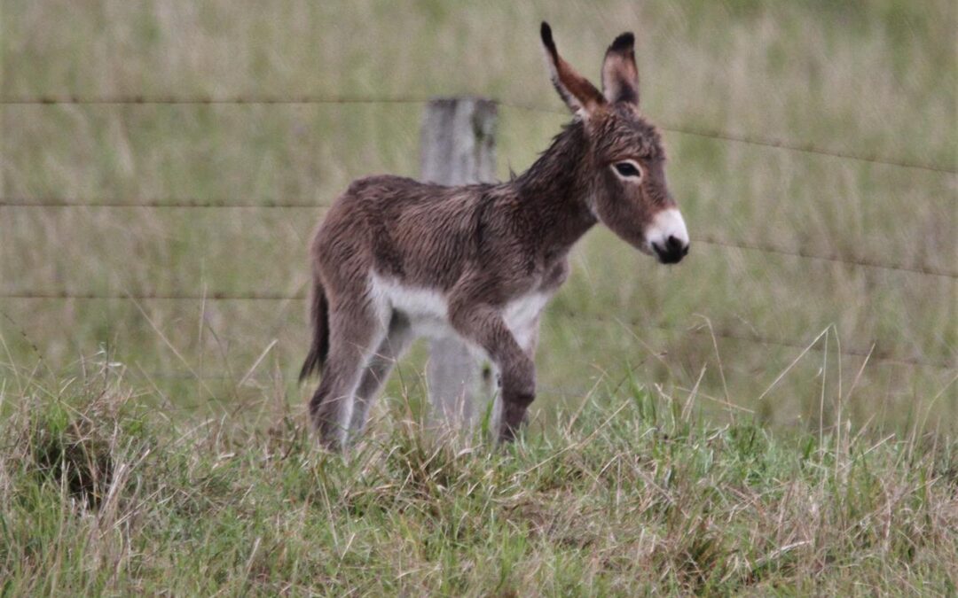 New Baby Donkey