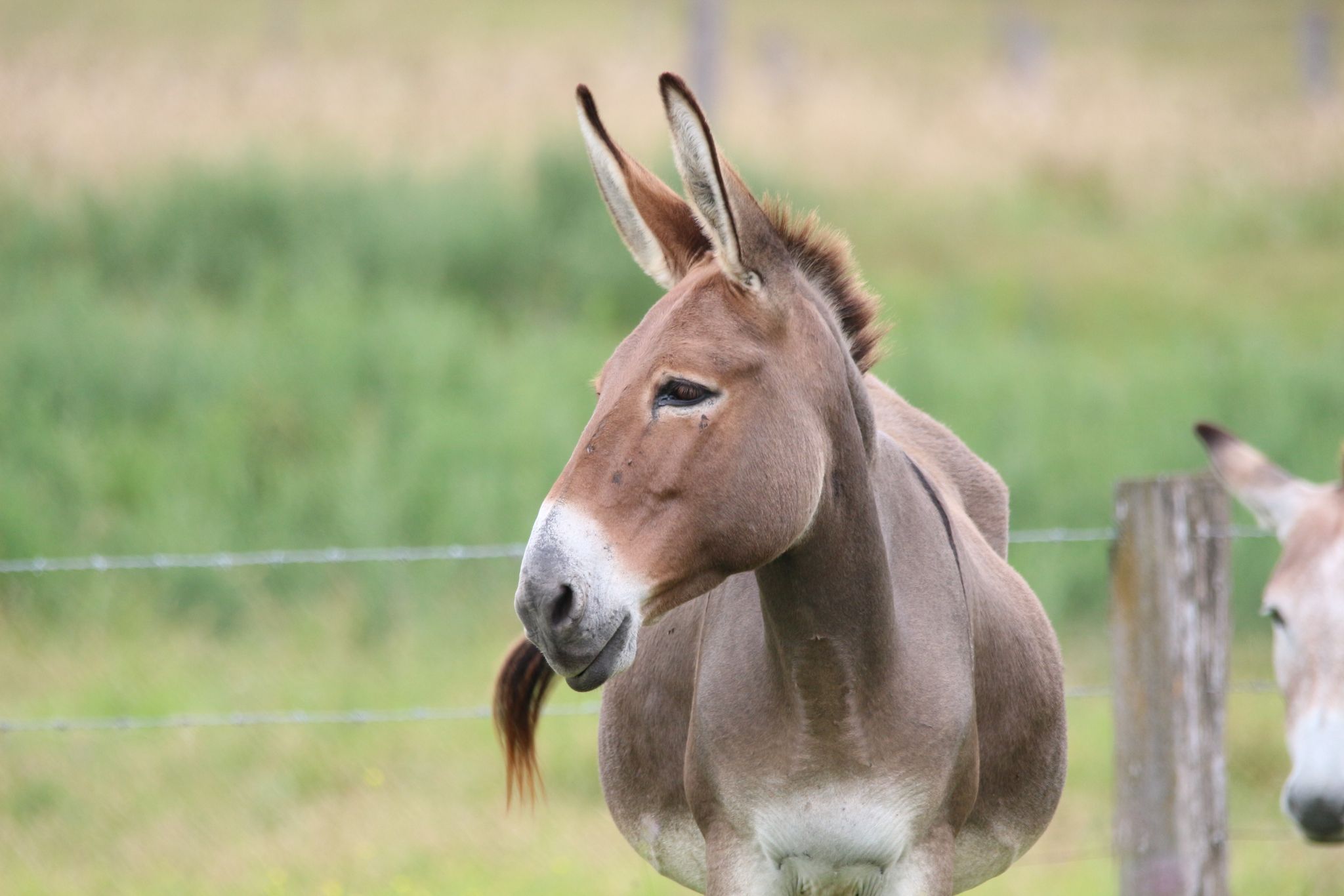 Gus | Last Stop Donkey Program